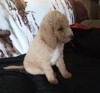 Porter-Ready & reduced, a male Poodle - Standard  for sale in Liberty, KY – 4 of 6
