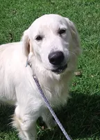 Issy's girl, a female English Cream Golden Retriever for sale in Liberty, KY – Photo 3 of 4