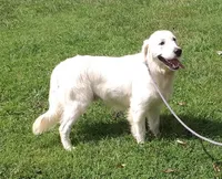 Issy's girl, a female English Cream Golden Retriever for sale in Liberty, KY – Photo 4 of 4