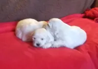 Issy's girl, a female English Cream Golden Retriever for sale in Liberty, KY – Photo 1 of 4