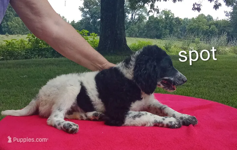Spot-price reduced – Poodle - Multi-Colored Standard, Poodle - Standard  puppy for sale in Liberty, KY