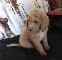 Porter-Ready & reduced, a male Poodle - Standard  for sale in Liberty, KY – 3 of 6