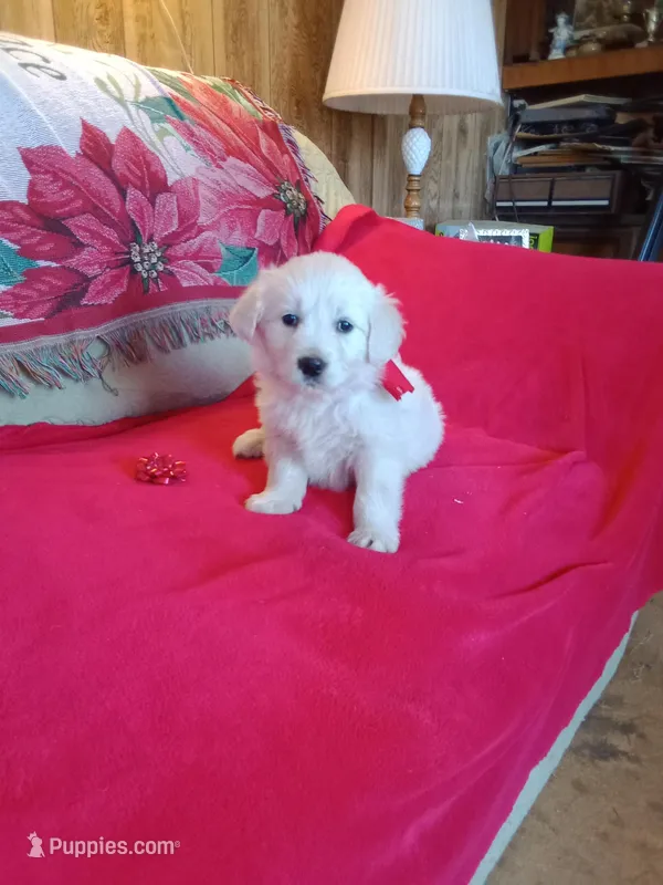 Issy's boy#6 – Golden Retriever, English Cream Golden Retriever puppy for sale in Liberty, KY