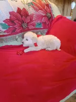 Issy's boy#6, a male Golden Retriever and English Cream Golden Retriever for sale in Liberty, KY – Photo 2 of 5
