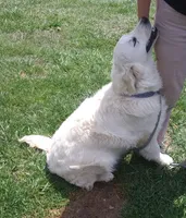 Issy's boy#6, a male Golden Retriever and English Cream Golden Retriever for sale in Liberty, KY – Photo 5 of 5