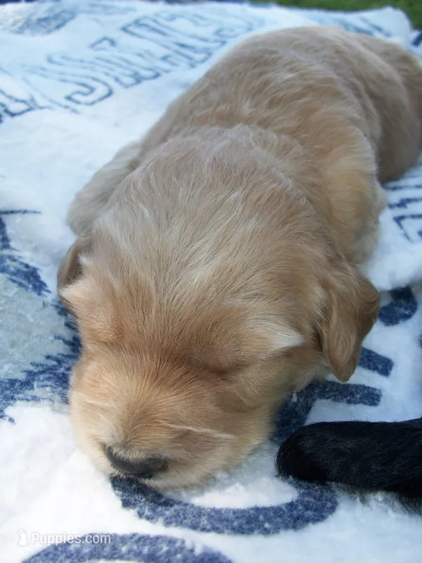 Tess's boy #1 – Poodle - Standard  puppy for sale in Liberty, KY