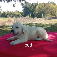 Bud- ready now, a male Golden Retriever and English Cream Golden Retriever for sale in Liberty, KY – 1 of 4