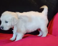 Tan collar Boy, a male Golden Retriever and English Cream Golden Retriever for sale in Liberty, KY – 3 of 7