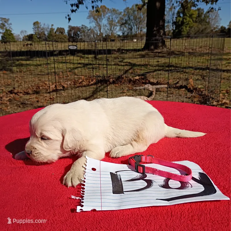 Pink collar- Boy #2 – Golden Retriever, English Cream Golden Retriever puppy for sale in Liberty, KY
