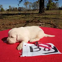 Pink collar- Boy #2, a male Golden Retriever and English Cream Golden Retriever for sale in Liberty, KY – 1 of 6