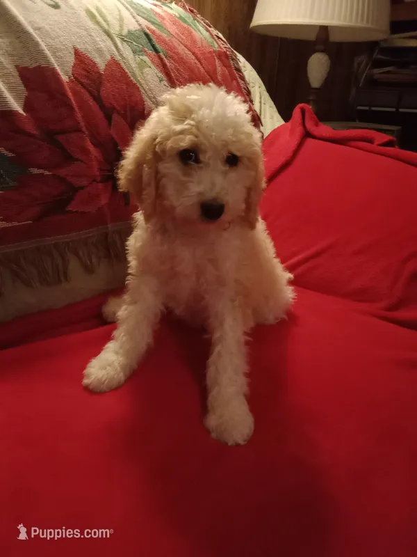 Butter- ready now – Poodle - Multi-Colored Standard, Poodle - Standard  puppy for sale in Liberty, KY