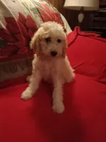 Butter- ready now, a female Poodle - Multi-Colored Standard and Poodle - Standard  for sale in Liberty, KY – 1 of 4