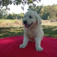 Bud- ready now, a male Golden Retriever and English Cream Golden Retriever for sale in Liberty, KY – 2 of 4