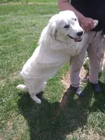 Pink collar- Boy #2, a male Golden Retriever and English Cream Golden Retriever for sale in Liberty, KY – 6 of 6