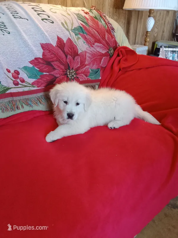 Yellow collar Boy – Golden Retriever, English Cream Golden Retriever puppy for sale in Liberty, KY