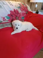 Yellow collar Boy, a male Golden Retriever and English Cream Golden Retriever for sale in Liberty, KY – 1 of 7