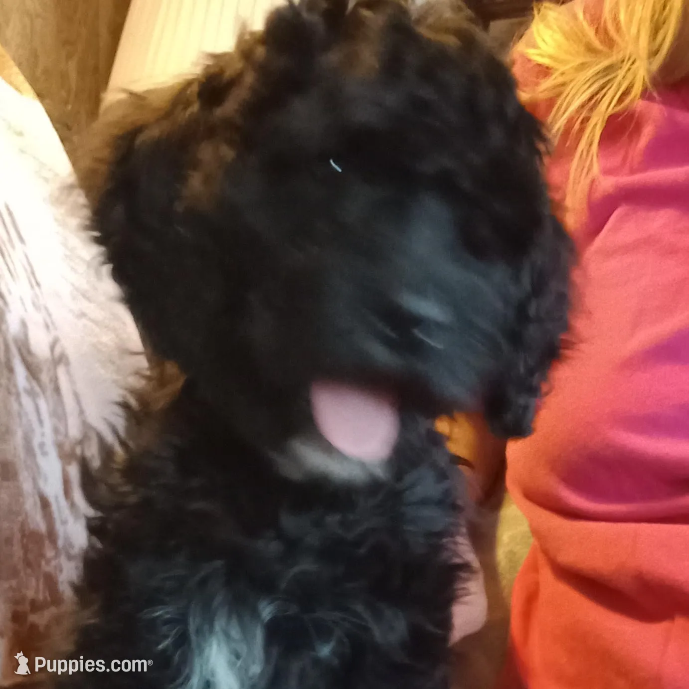 Riley-Ready now – Poodle - Standard  puppy for sale in Liberty, KY