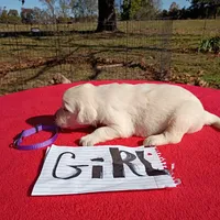 Purple collar girl#4, a female Golden Retriever and English Cream Golden Retriever for sale in Liberty, KY – 3 of 8