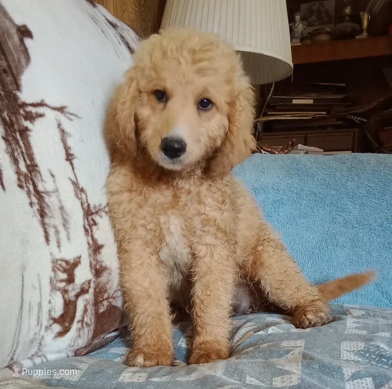 Kate-Ready – Poodle - Standard  puppy for sale in Liberty, KY