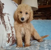Kate-Ready & Reduced, a female Poodle - Standard  for sale in Liberty, KY – 1 of 6
