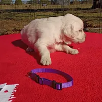 Purple collar girl#4, a female Golden Retriever and English Cream Golden Retriever for sale in Liberty, KY – 2 of 8