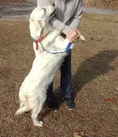 Bud- ready now, a male Golden Retriever and English Cream Golden Retriever for sale in Liberty, KY – 4 of 4