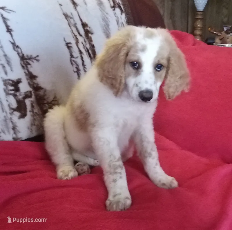 white/apricot - ready now – Poodle - Multi-Colored Standard, Poodle - Standard  puppy for sale in Liberty, KY