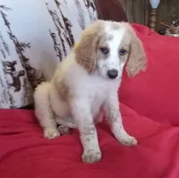 white/apricot - ready now, a female Poodle - Multi-Colored Standard and Poodle - Standard  for sale in Liberty, KY – 1 of 4