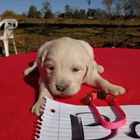 Pink collar- Boy #2, a male Golden Retriever and English Cream Golden Retriever for sale in Liberty, KY – 2 of 6