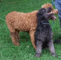 Little Girl F1 Gray Phantom, a female Goldendoodle for sale in Liberty, KY – 3 of 3