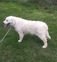 Gray collar Boy #3 , a male Golden Retriever and English Cream Golden Retriever for sale in Liberty, KY – 5 of 5