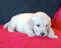 Tan collar Boy, a male Golden Retriever and English Cream Golden Retriever for sale in Liberty, KY – 2 of 7