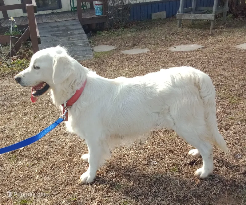 Issy' s litter  coming soon – Golden Retriever, English Cream Golden Retriever puppy for sale in Liberty, KY