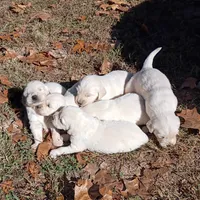 Purple collar girl#4, a female Golden Retriever and English Cream Golden Retriever for sale in Liberty, KY – 5 of 8