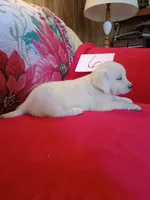 Yellow collar Boy, a male Golden Retriever and English Cream Golden Retriever for sale in Liberty, KY – 2 of 7