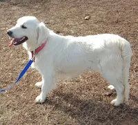 #1 pup -female, a female English Cream Golden Retriever for sale in Liberty, KY – Photo 2 of 3