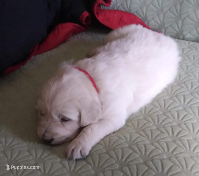 #1 pup -female – English Cream Golden Retriever puppy for sale in Liberty, KY
