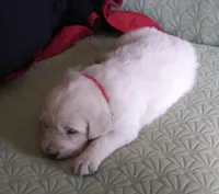 #1 pup -female, a female English Cream Golden Retriever for sale in Liberty, KY – Photo 1 of 3