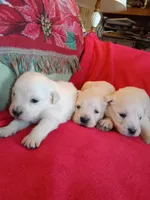 #1 pup -female, a female English Cream Golden Retriever for sale in Liberty, KY – Photo 3 of 3