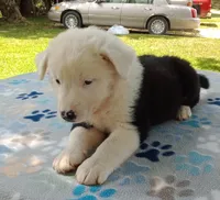 Snow Cap, a female Australian Cattle Dog and Border Collie for sale in Liberty, KY – 4 of 5