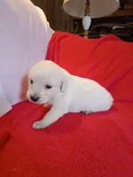 Nina, a female Golden Retriever and English Cream Golden Retriever for sale in Liberty, KY – 3 of 3