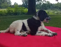 Low price, a female Labradoodle for sale in Liberty, KY – 2 of 3