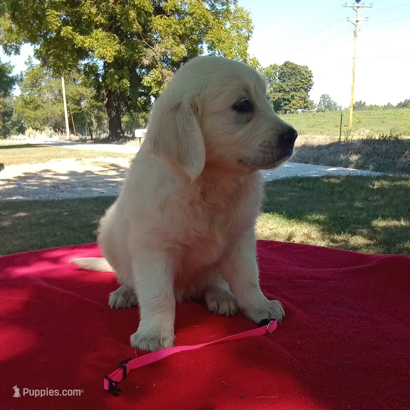 Issy's Boy #3 – Golden Retriever, English Cream Golden Retriever puppy for sale in Liberty, KY