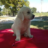 Issy's Boy #3, a male Golden Retriever and English Cream Golden Retriever for sale in Liberty, KY – 1 of 2