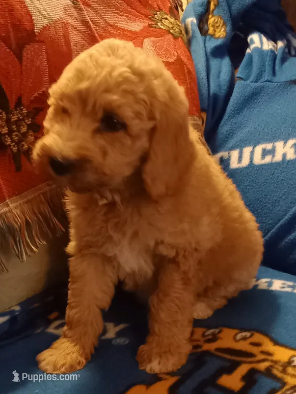 apricot boy ready June 6th – Poodle - Standard  puppy for sale in Liberty, KY