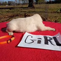 Orange collar- girl#5, a female Golden Retriever and English Cream Golden Retriever for sale in Liberty, KY – 3 of 8