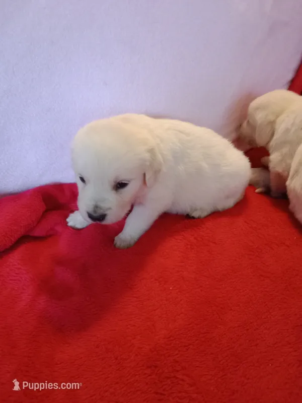 Bud – Golden Retriever, English Cream Golden Retriever puppy for sale in Liberty, KY
