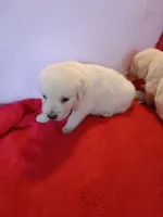 Bud, a male Golden Retriever and English Cream Golden Retriever for sale in Liberty, KY – 1 of 2