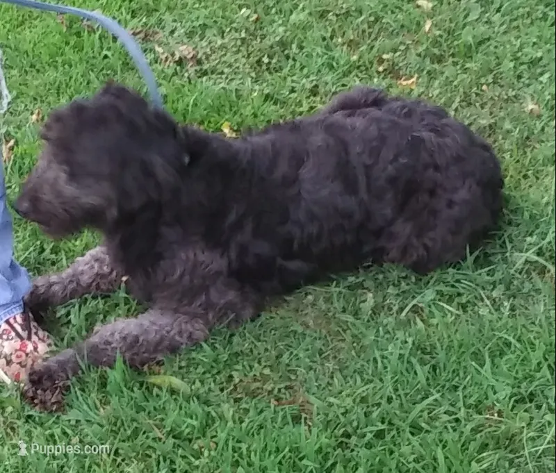 Little Girl F1 Gray Phantom – Goldendoodle puppy for sale in Liberty, KY