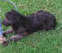 Little Girl F1 Gray Phantom, a female Goldendoodle for sale in Liberty, KY – 1 of 3